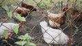 Chicken walk the paddock conductive fence.