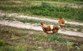 Chicken walk on the road Royalty Free Stock Photo