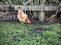 A chicken walking around the farm.