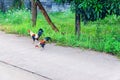 Chicken walking on the concrete road of the countryside Royalty Free Stock Photo