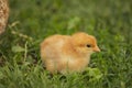 chicken walking on the grass Royalty Free Stock Photo