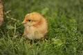 chicken walking on the grass Royalty Free Stock Photo