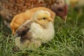 chicken walking on the grass Royalty Free Stock Photo