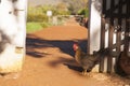 Chicken walking on red soil through a gate