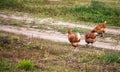 Chicken walk on the road Royalty Free Stock Photo