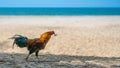 Chicken Walking On White Beach