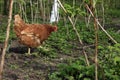 chicken walks alone in the garden on the green grass in a crimson grove