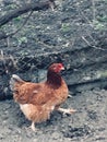 A chicken walks along the fence