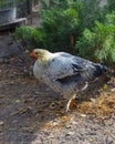 A hen walking in the farmyard. Autumn sunny day. Royalty Free Stock Photo