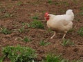 A chicken walks on the ground.