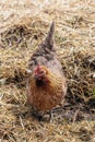 chicken walks in the hay looking for food