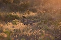 A chicken wanders freely amidst backlit shrubs in rural Botswana Royalty Free Stock Photo