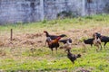 Chicken was knocked on the ground for food. Royalty Free Stock Photo