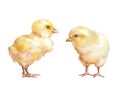 Chicken watercolor illustration