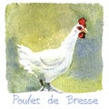Chicken, watercolor illustration