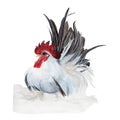 Chicken Watercolor painting. Watercolor hand painted cute animal illustrations