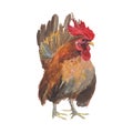 Chicken Watercolor painting isolated. Watercolor hand painted Chicken illustrations.Chicken isolated on white background Royalty Free Stock Photo