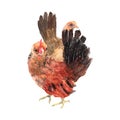Chicken Watercolor painting isolated. Watercolor hand painted Chicken illustrations.Chicken isolated on white background Royalty Free Stock Photo