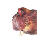 Chicken Watercolor painting isolated. Watercolor hand painted Chicken illustrations.Chicken isolated on white background Royalty Free Stock Photo