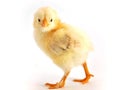 Chicken on white Royalty Free Stock Photo