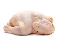 Chicken on white background