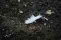 Chicken white feather on the background of black soil Royalty Free Stock Photo