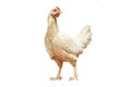 Chicken Royalty Free Stock Photo