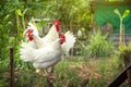 Chicken White Leghorn family in farming garden organic in the backyard.