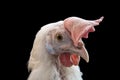 Chicken white portrait isolate on black background. Royalty Free Stock Photo