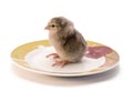 The chicken in a white saucer