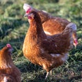 Free range hen in early spring on meadow in the evening sun.