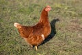 Free range chicken in winter on meadow in the evening sun.