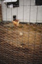 Chicken wire fencing Royalty Free Stock Photo
