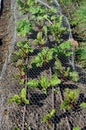 Chicken wire vegetable cage protecting vulnerable seedlings in the garden