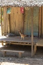 Chicken on a wood house entrance in Madagascar