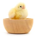Chicken in wooden bowl