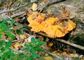 Chicken-of-the-Woods fungus grows out of a fallen red oak log