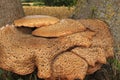 Chicken of the woods fungus growing between 2 Ash trees