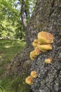 Chicken of the woods fungus on Oak tree in the Scottish Highlands, Royalty Free Stock Photo