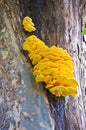 Chicken of the woods - Laetiporus Sulphureus Royalty Free Stock Photo