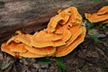 Chicken of the Woods Laetiporus sulphureus growing on a Hardwood stump in the Forest. This wild foraged edible mushroom is con