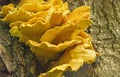 Chicken Of The Woods - Laetiporus Sulphureus