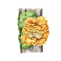 Chicken of the woods mushroom growing on a mossy tree trunk. Watercolor illustration. Laetiporus sulphureus fungus