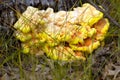 Chicken of the Woods or Sulfur Shelf fungus
