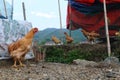 Chicken Wuyuan County, Jiangxi, China
