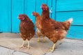 A chicken in the yard against the backdrop of a turquoise wooden fence. Chicken on the farm Royalty Free Stock Photo