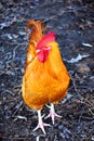 Chicken Yard Rooster WFT