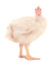 Chicken or young broiler chickens