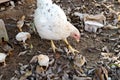 Chicken with young chicks. Royalty Free Stock Photo