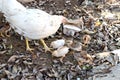 Chicken with young chicks. Royalty Free Stock Photo